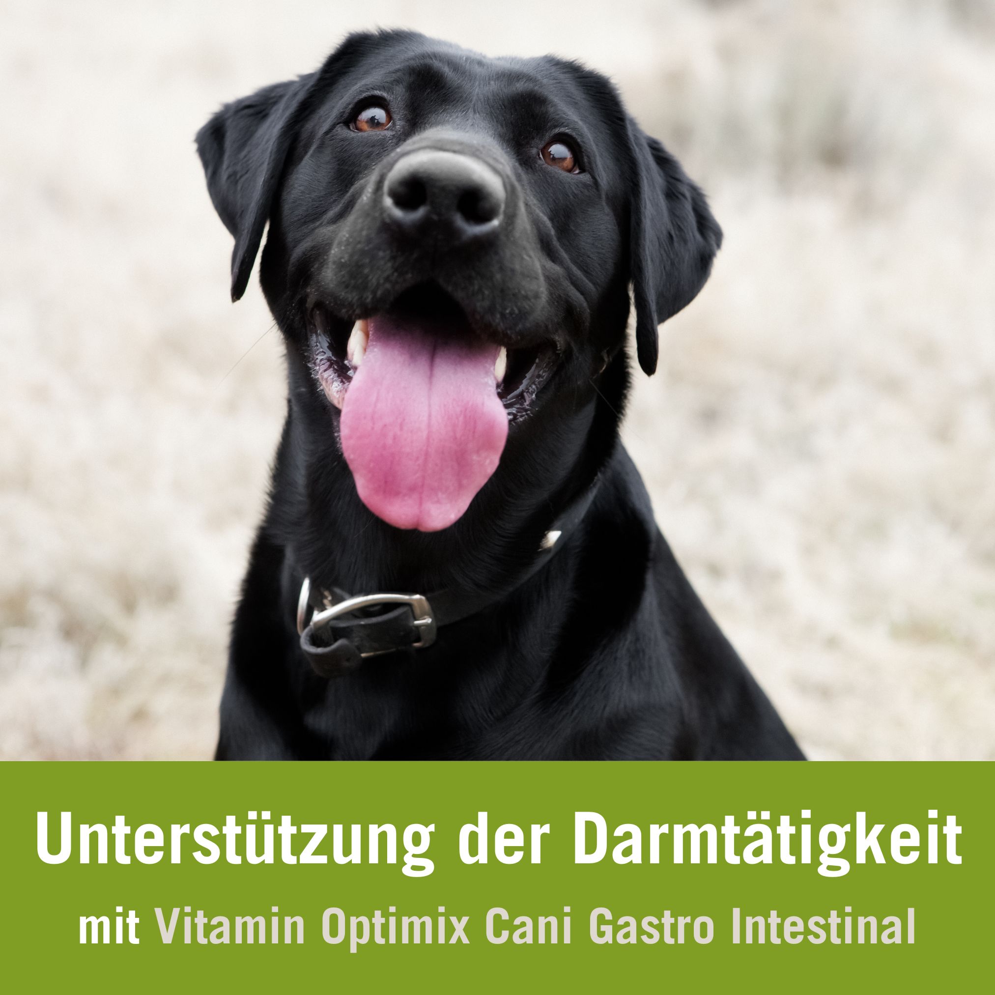 Futterplan bei Darmproblemen Hund