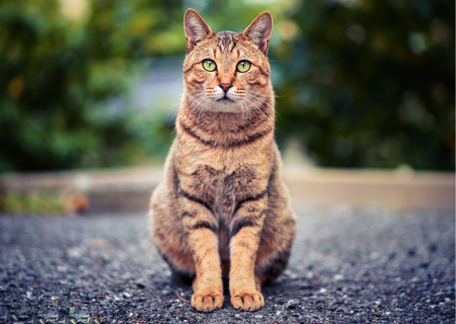 Fütterung Katze Niere