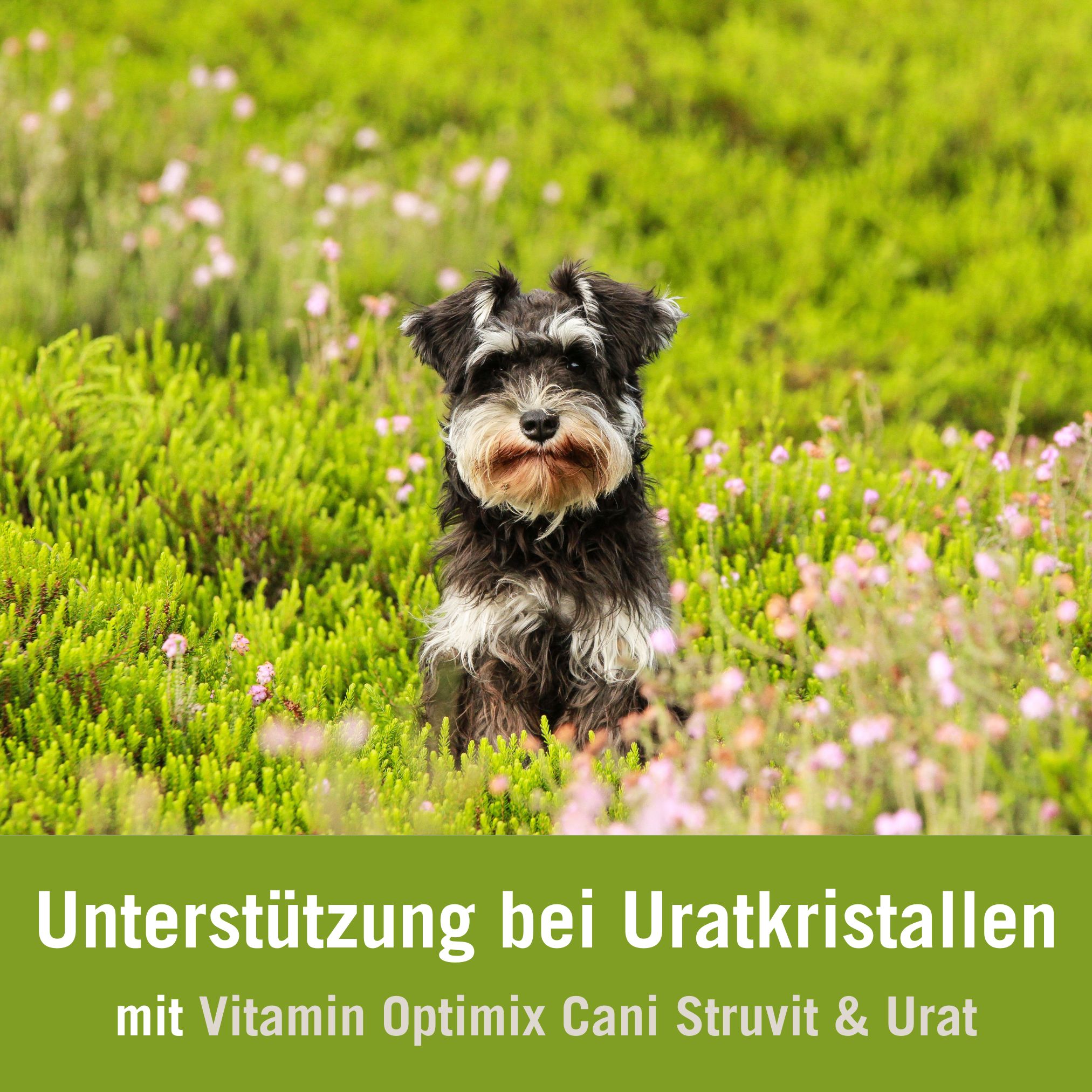 Futterplan Uratsteine Hund