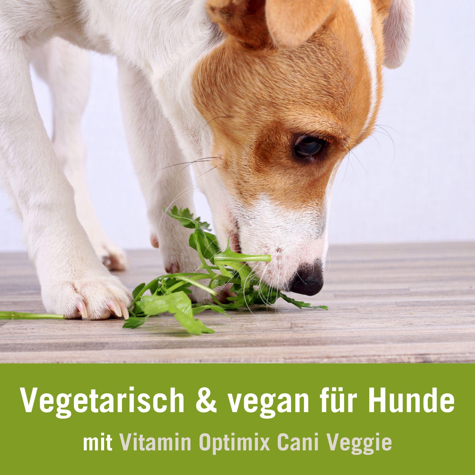 Futterplan Vegetarisch Vegan Hund