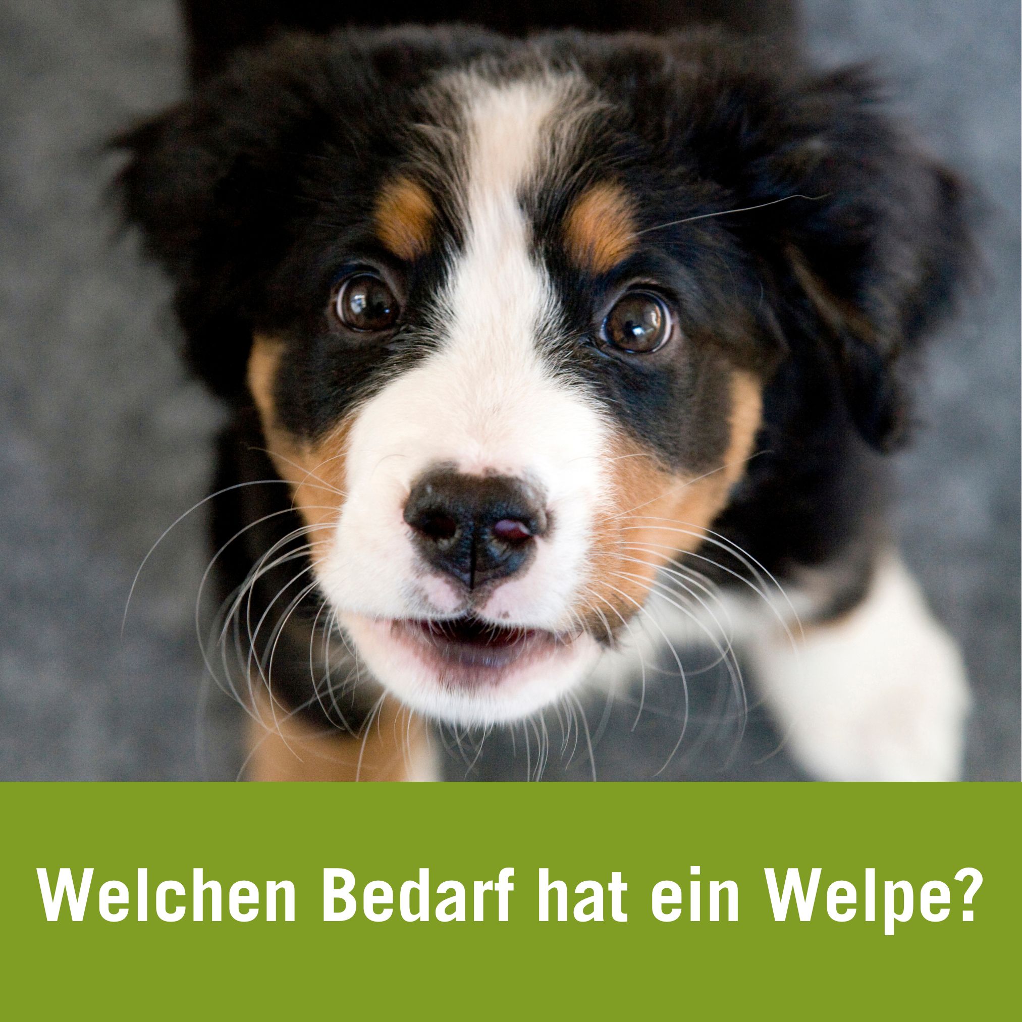 Wieviel Futter braucht ein Welpe