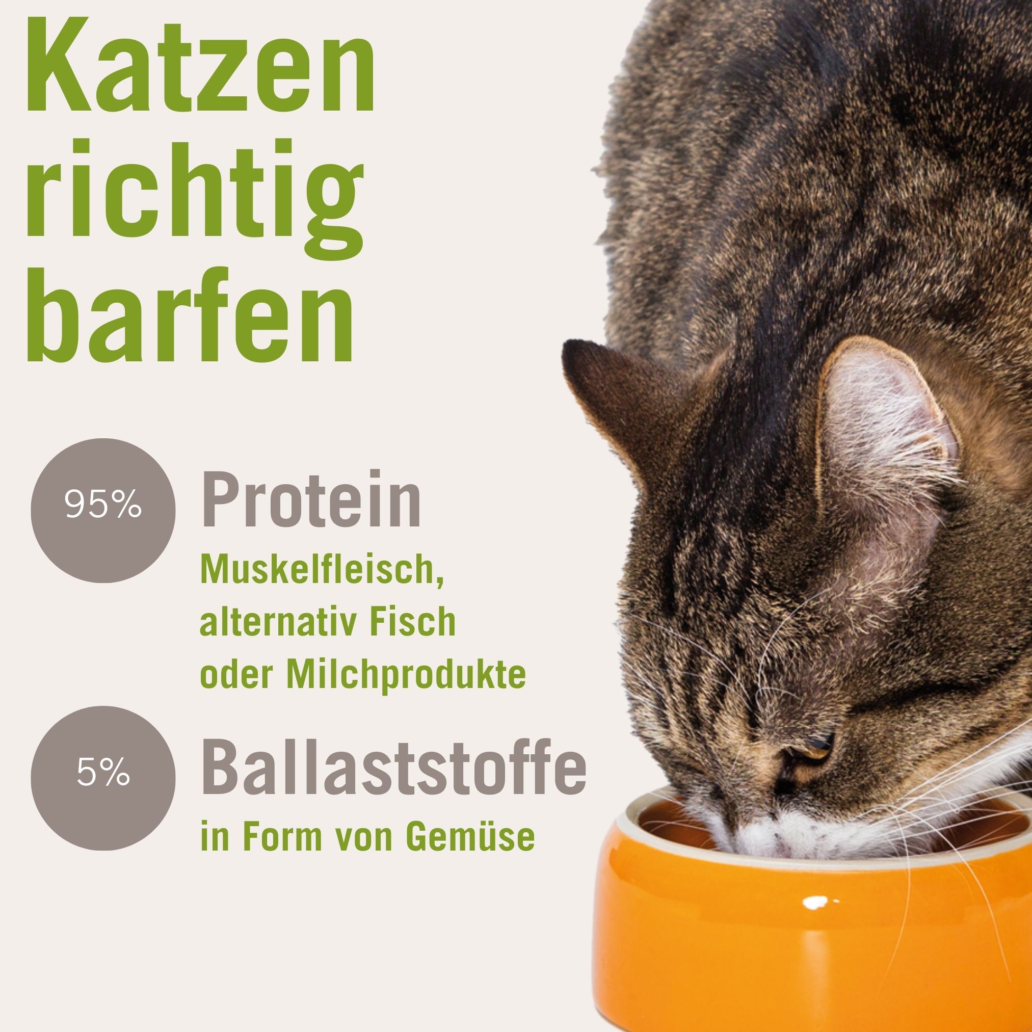 richtig barfen katze