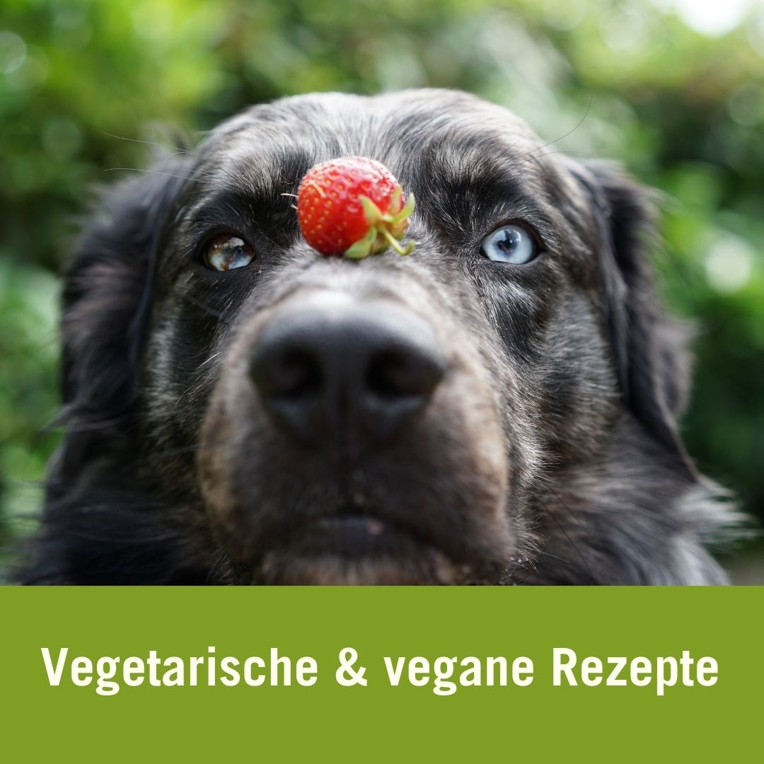 Vegetarische und vegane Rezepte für Hunde