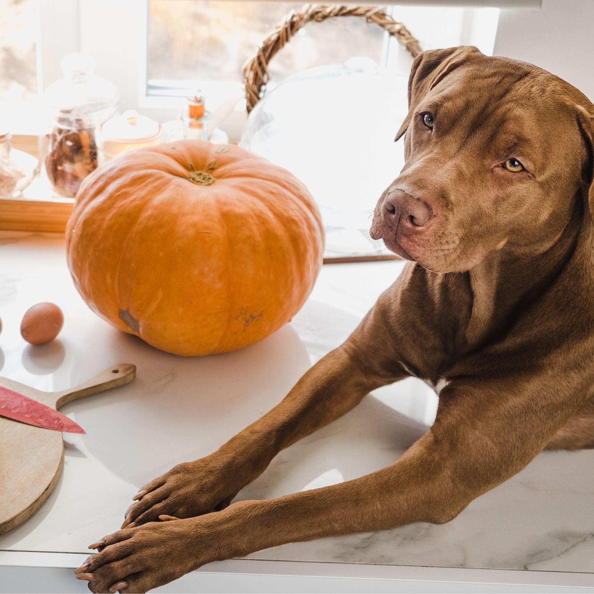 Vegetarische Rezepte für Hunde