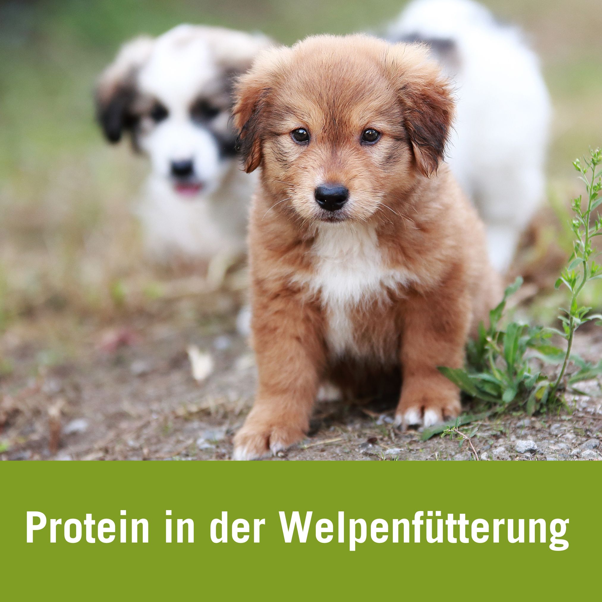 Welpen richtig füttern I Proteinversorgung