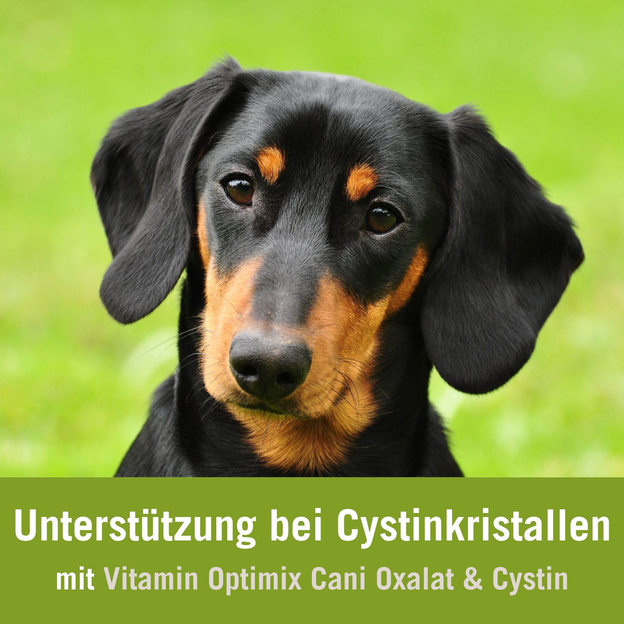 Futterplan Cystinsteine Hund