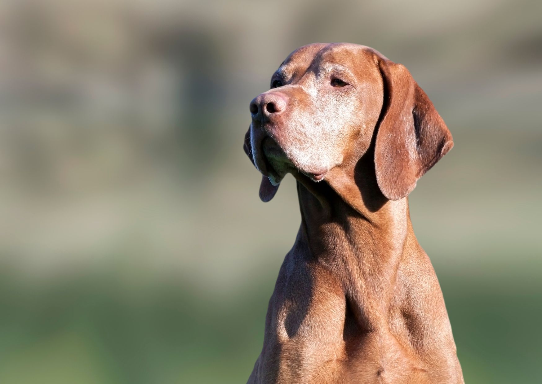 Ernährung Lebererkrankung Hund