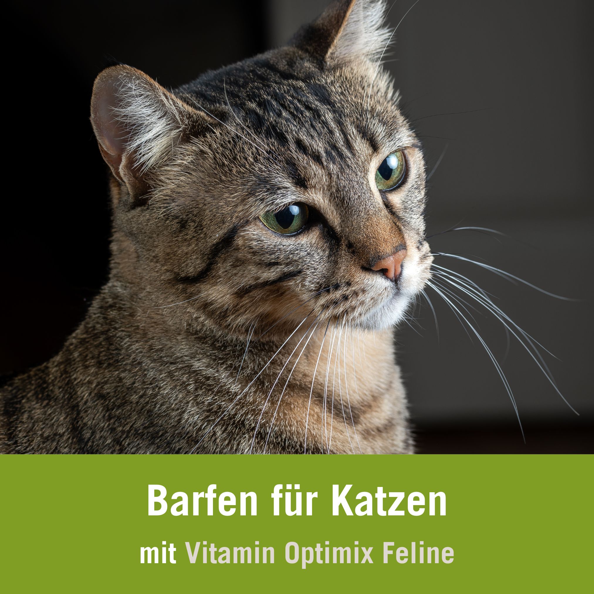 Futterplan Katze BARFen