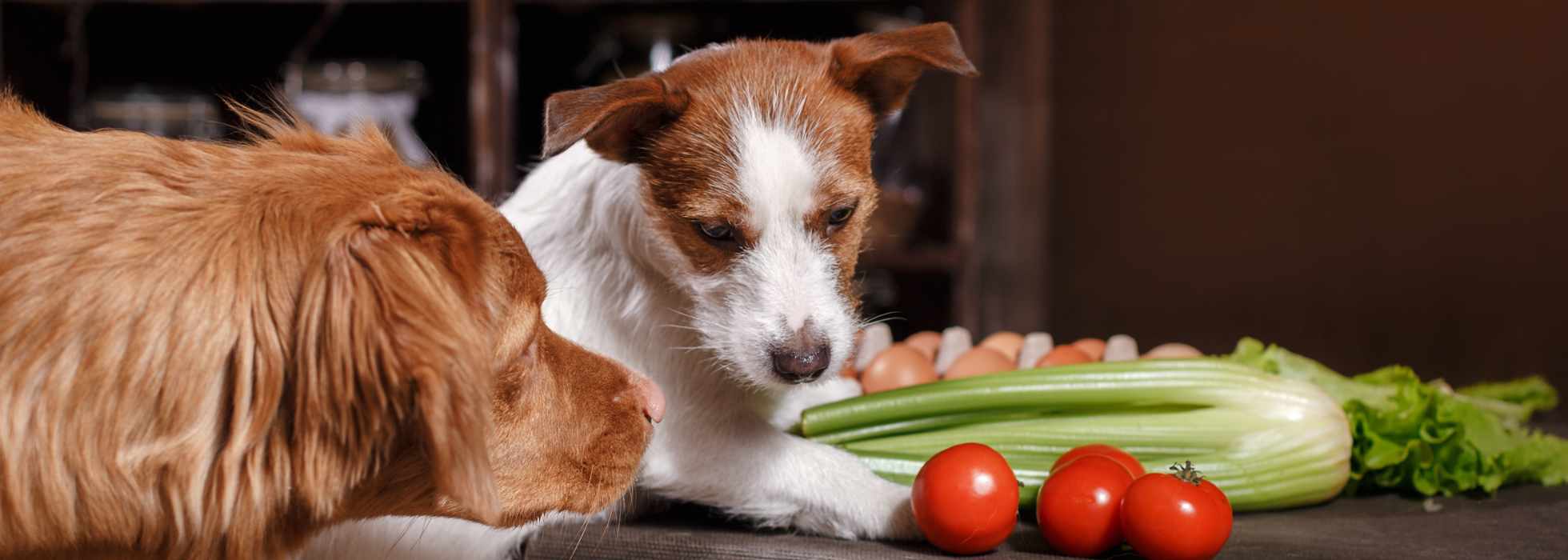 Banner| Hunde mit Gemüse