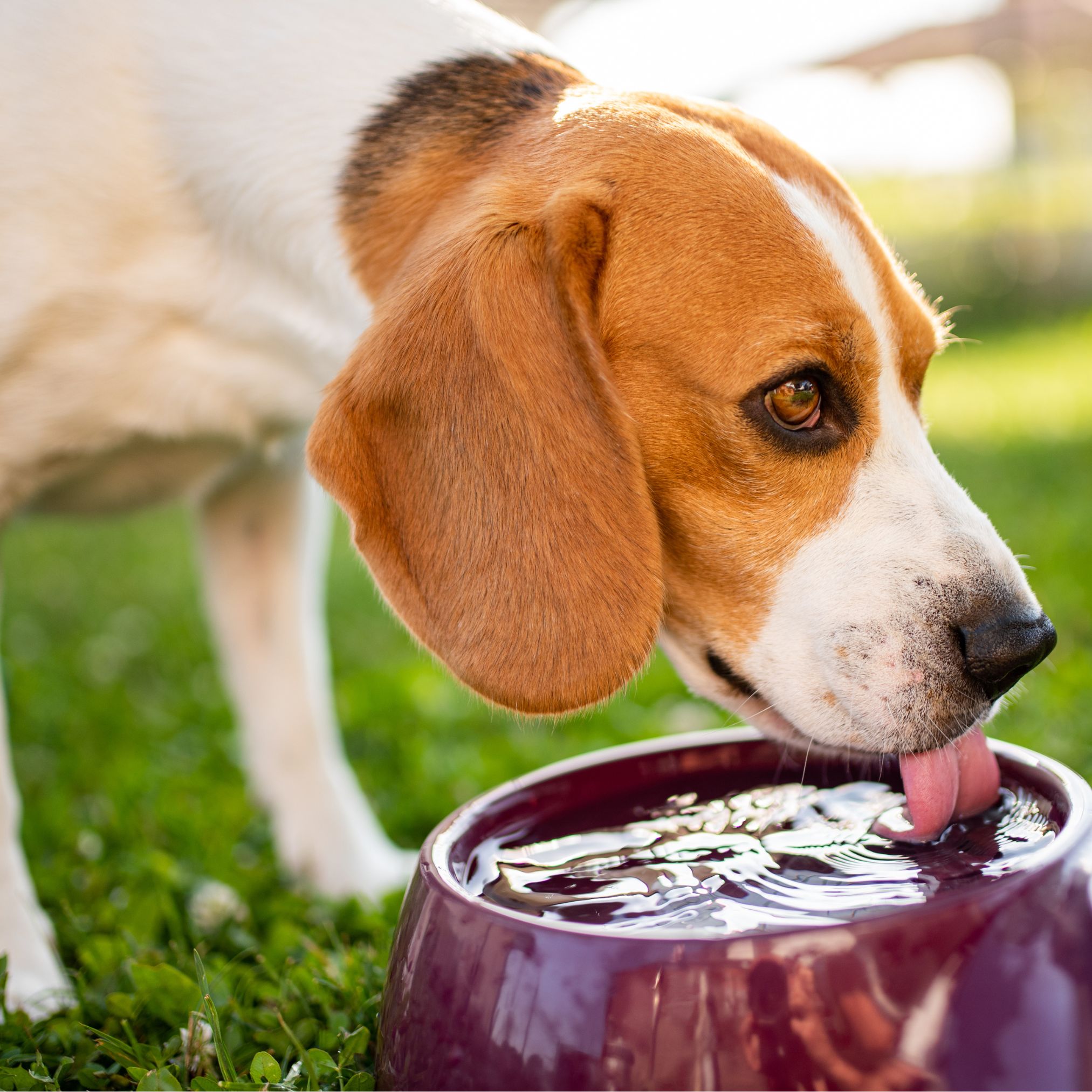 so trinken hund und katze mehr 