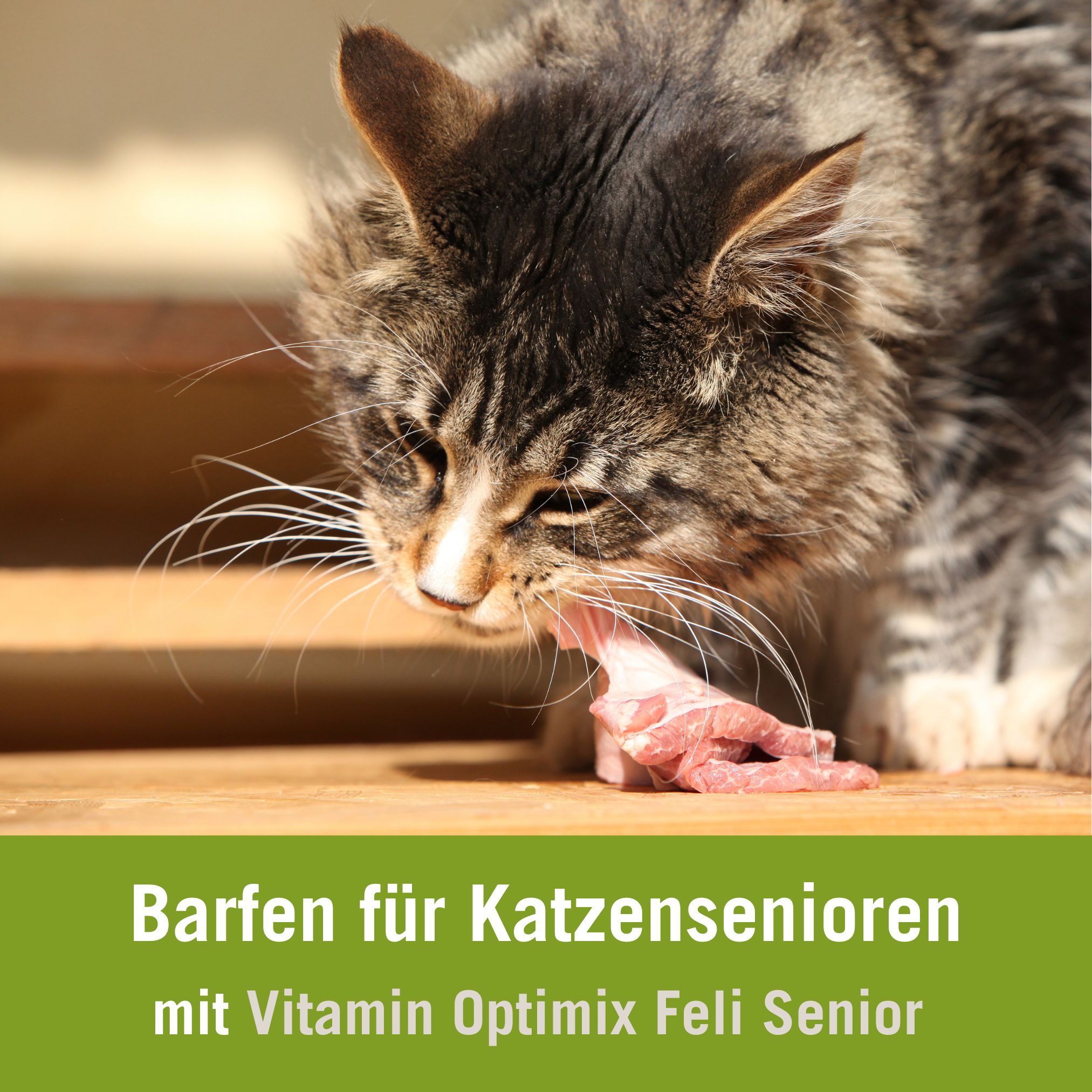 Futterplan alte Katze BARFen