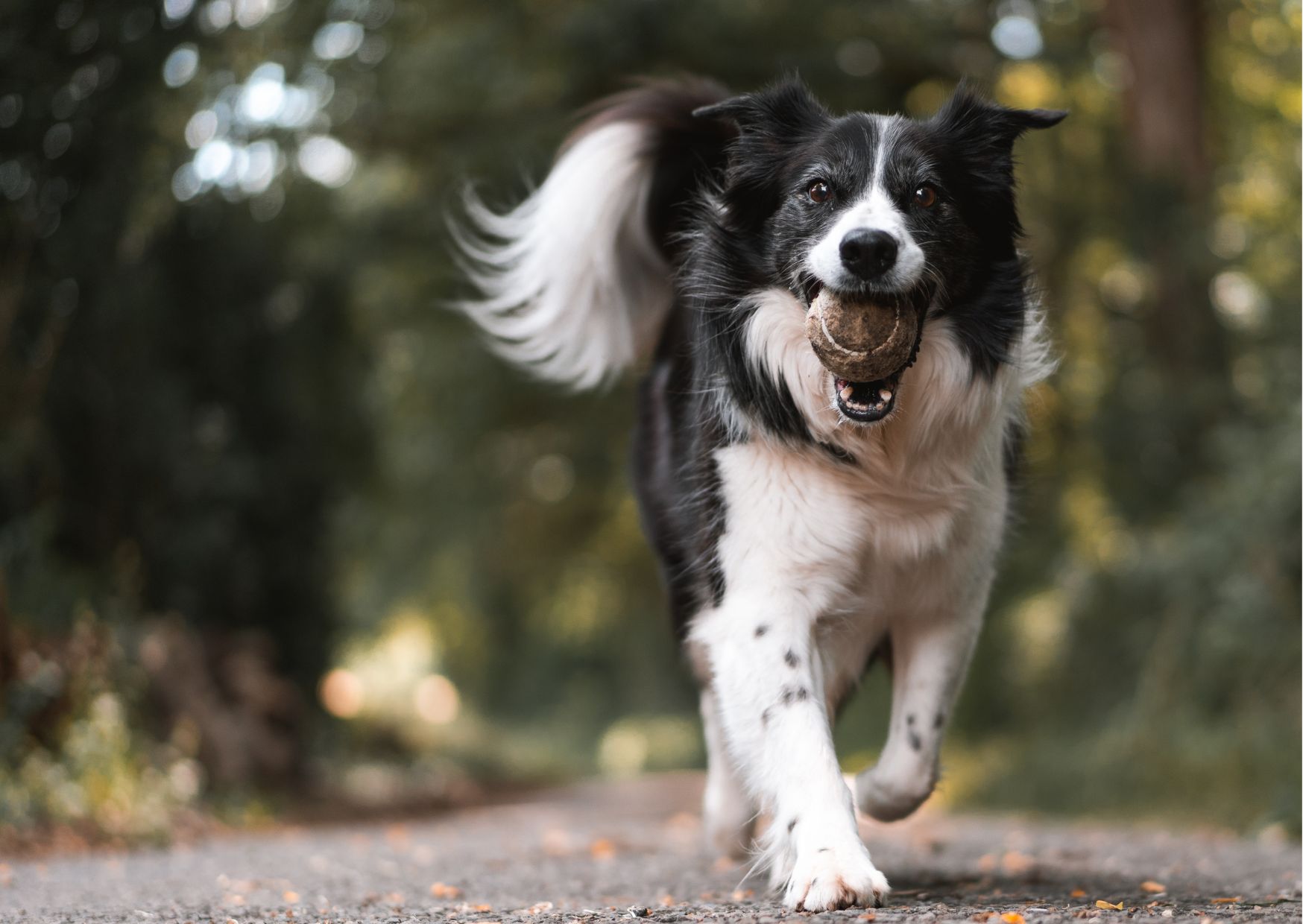 Futtermedicus Wissen I Ernährung Hund bei Magenproblemen