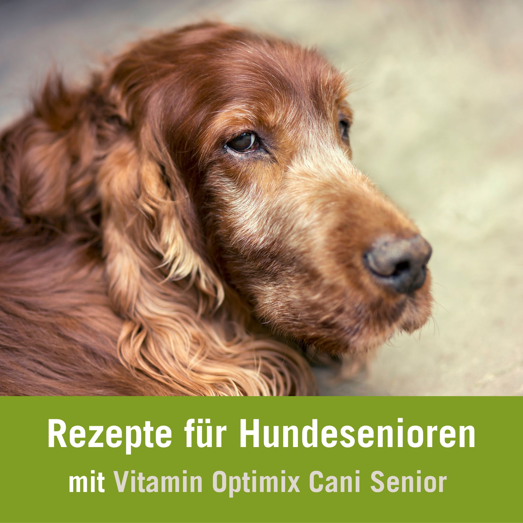 Futterplan alter Hund