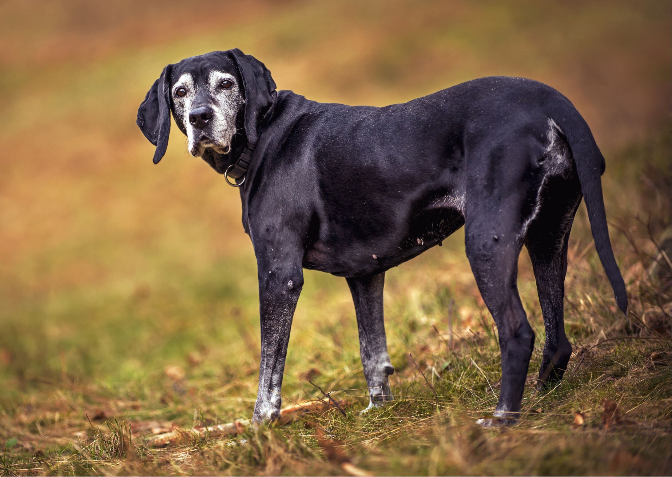 Alter Hund Nährstoffbedarf