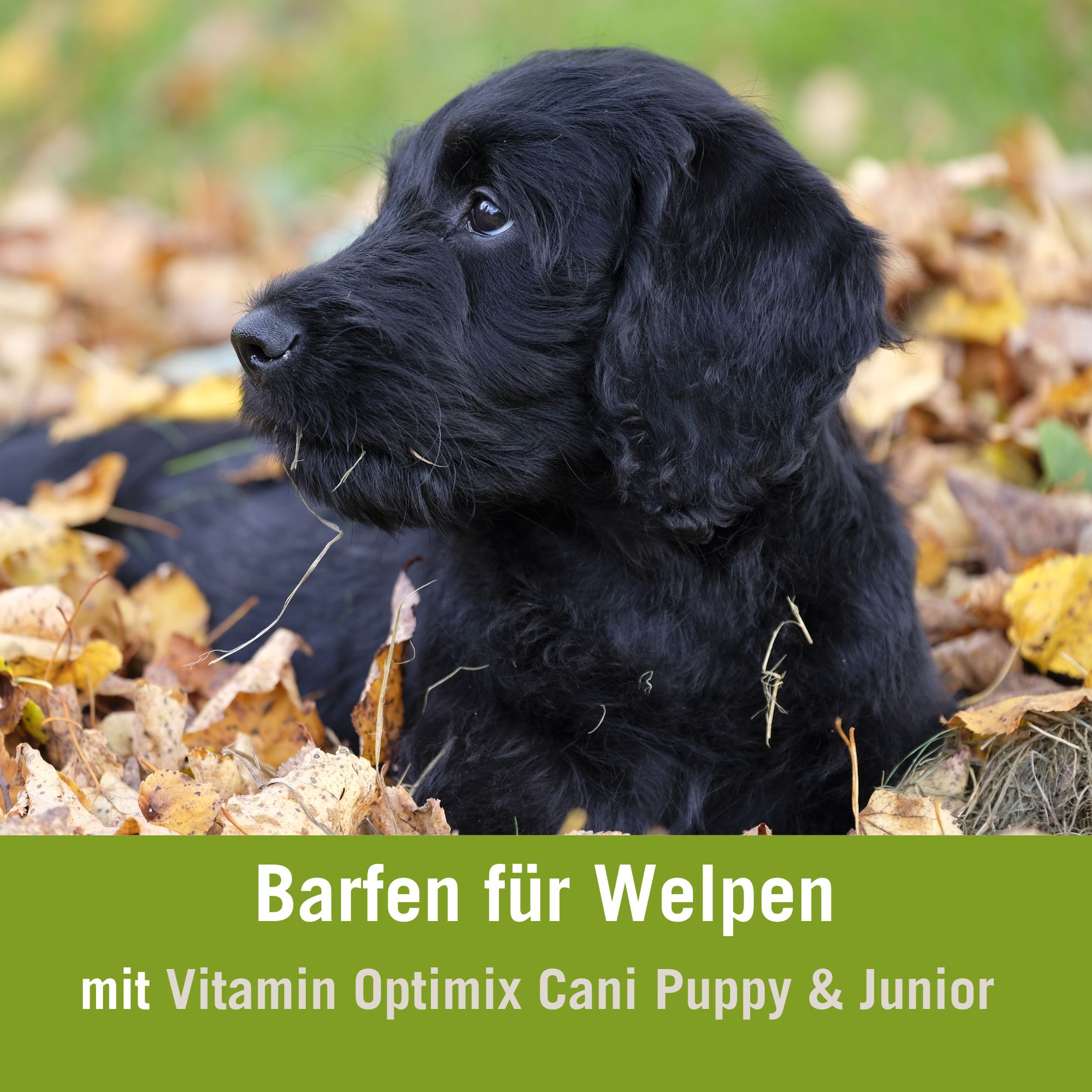 Welpen BARFen Futterplan