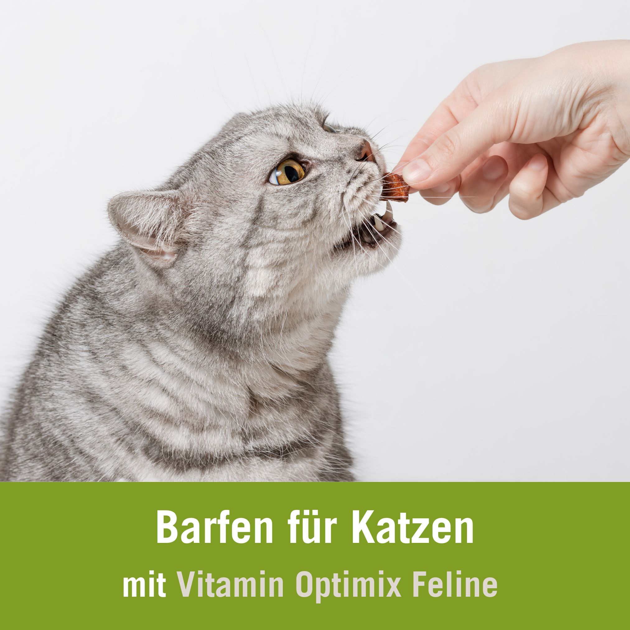 Katze barfen Futterplan