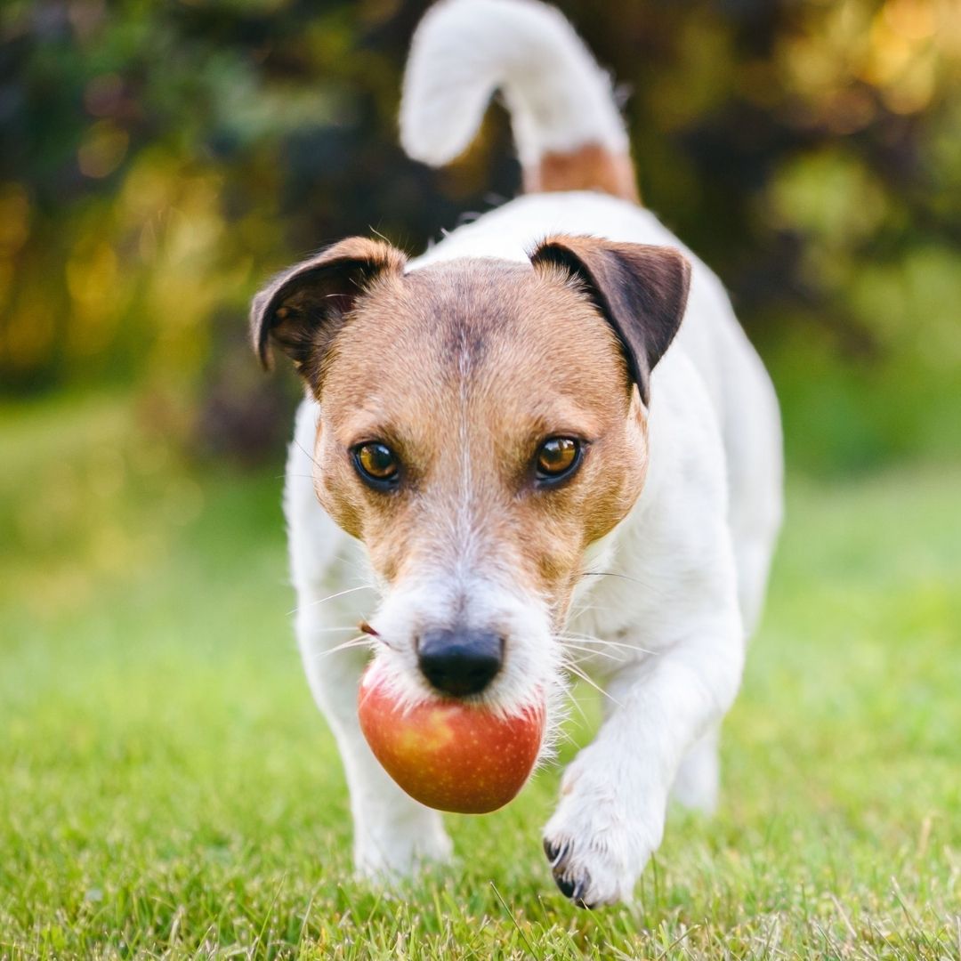 vegatarisch und vegan kochen für hunde | Terrier mit Apfel im Maul