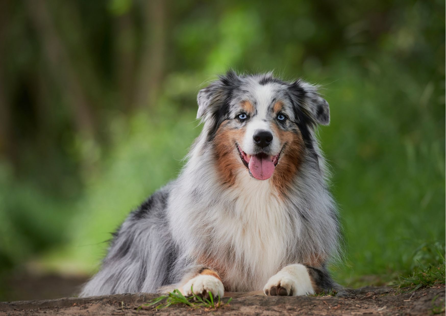 Epilepsie Hund Fütterung