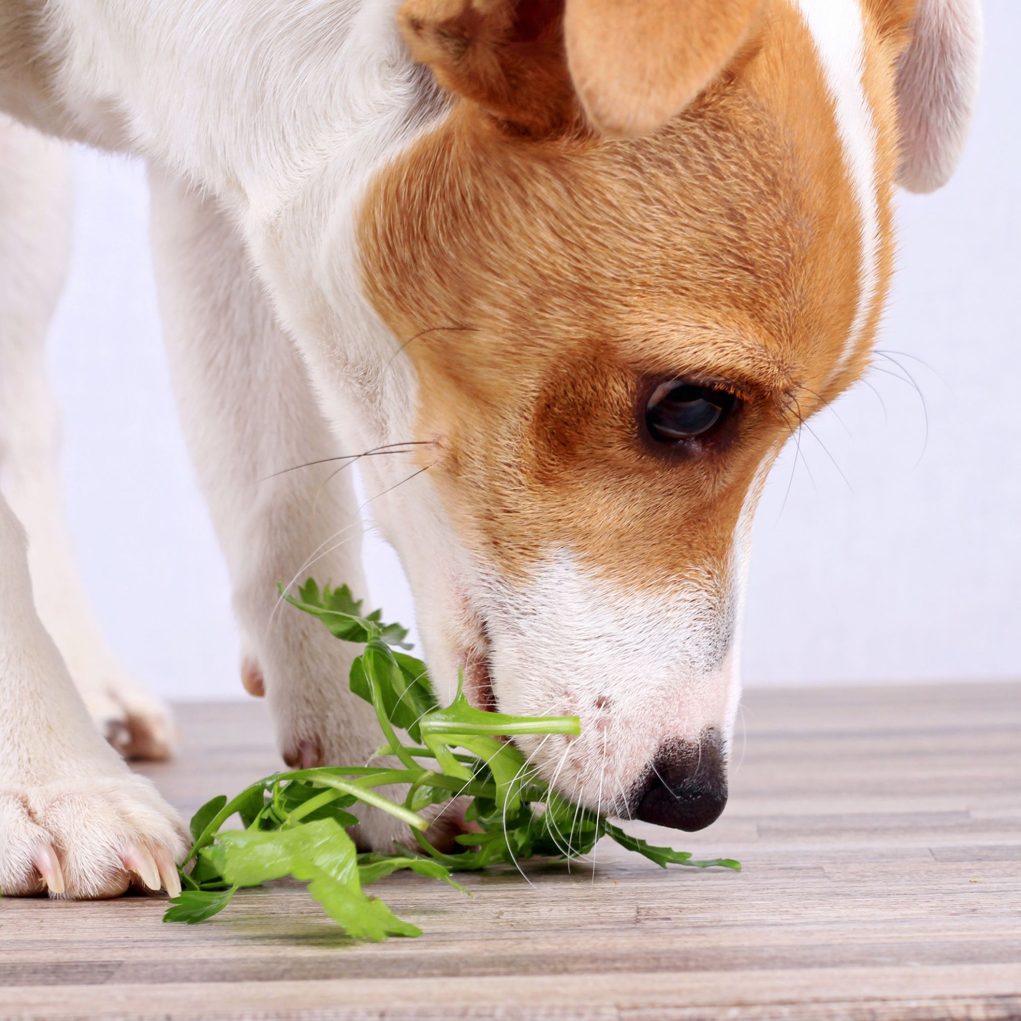 Veganes Kochrezept für Hunde