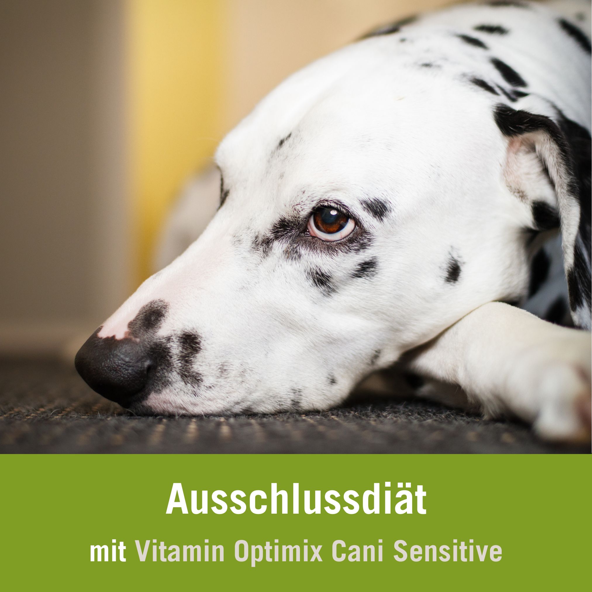 Futterplan Ausschlussdiät Hund