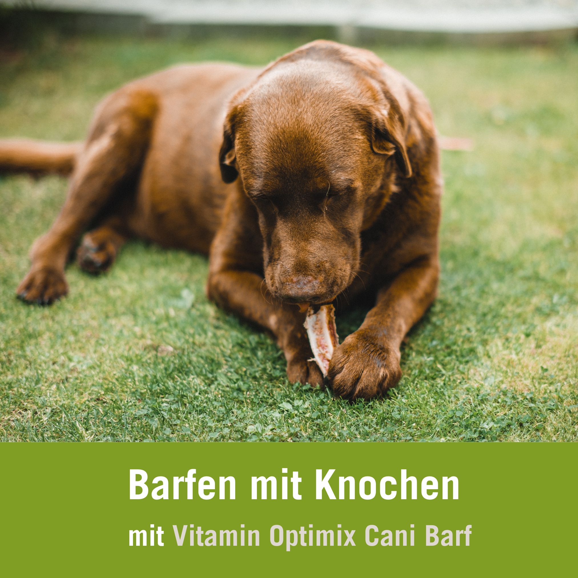 BARF Futterplan mit Vitamin Optimix Cani BARF