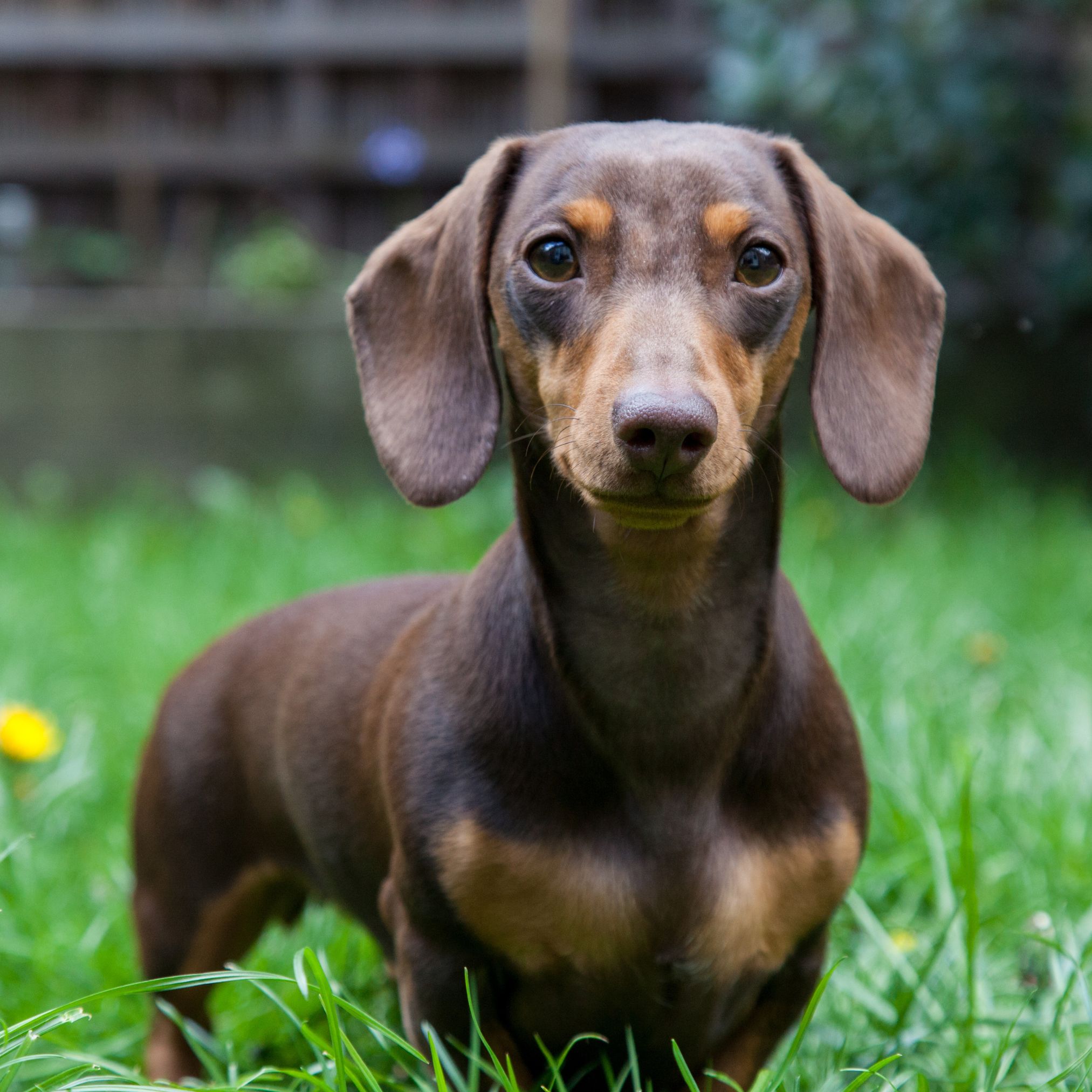 Cystinsteine Hund Ernährung