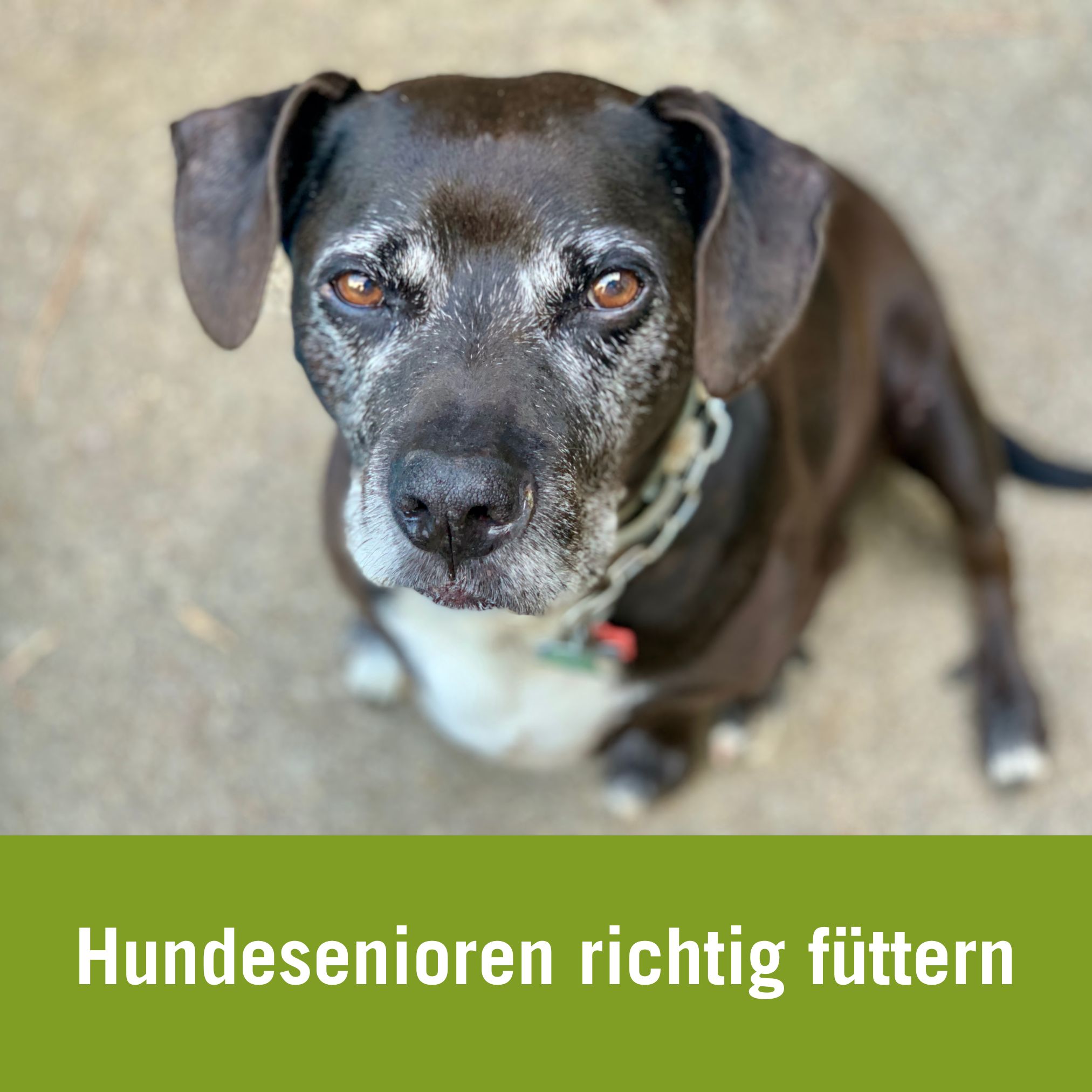 Ernährung alter Hund