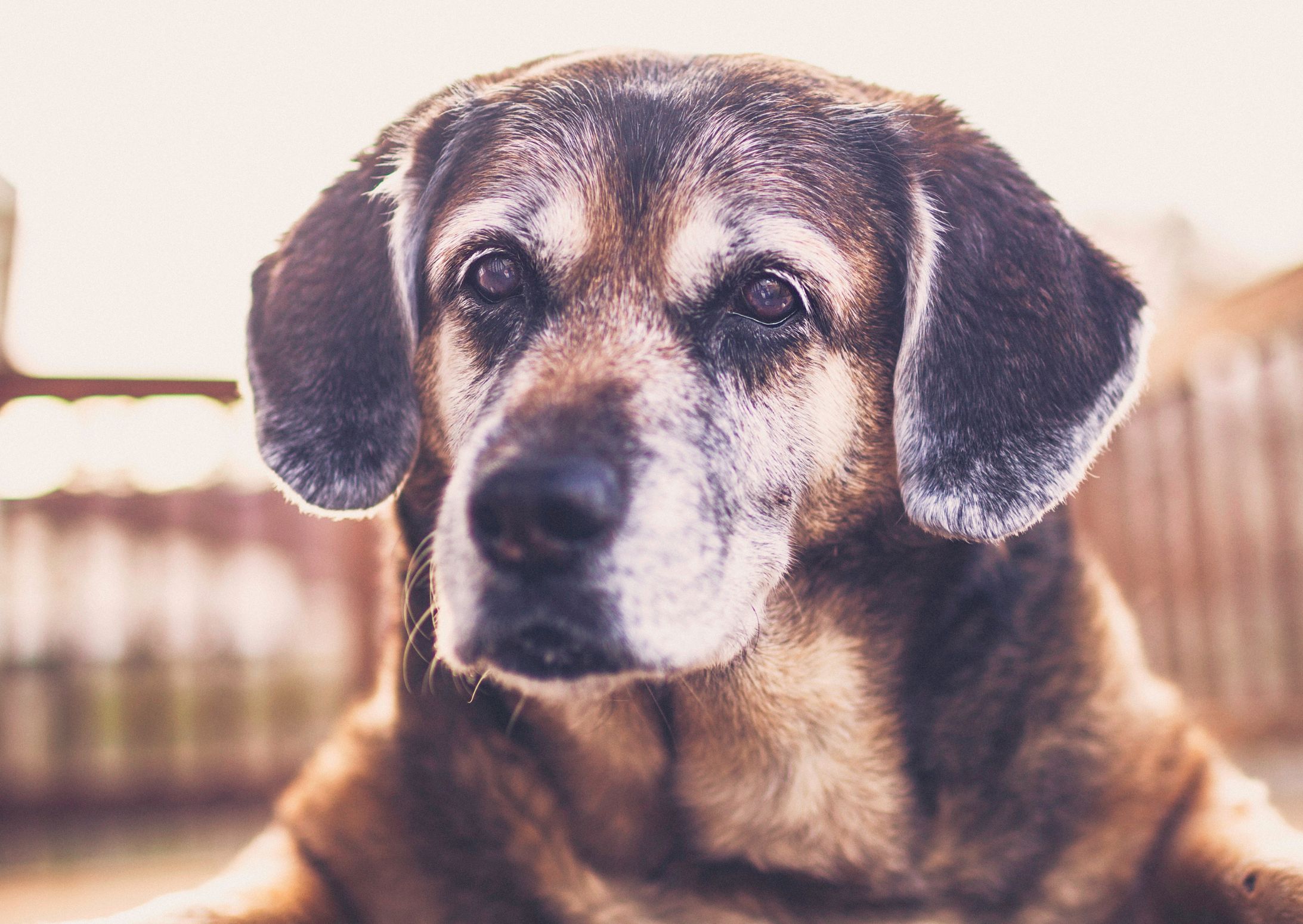 Fütterung alter Hund