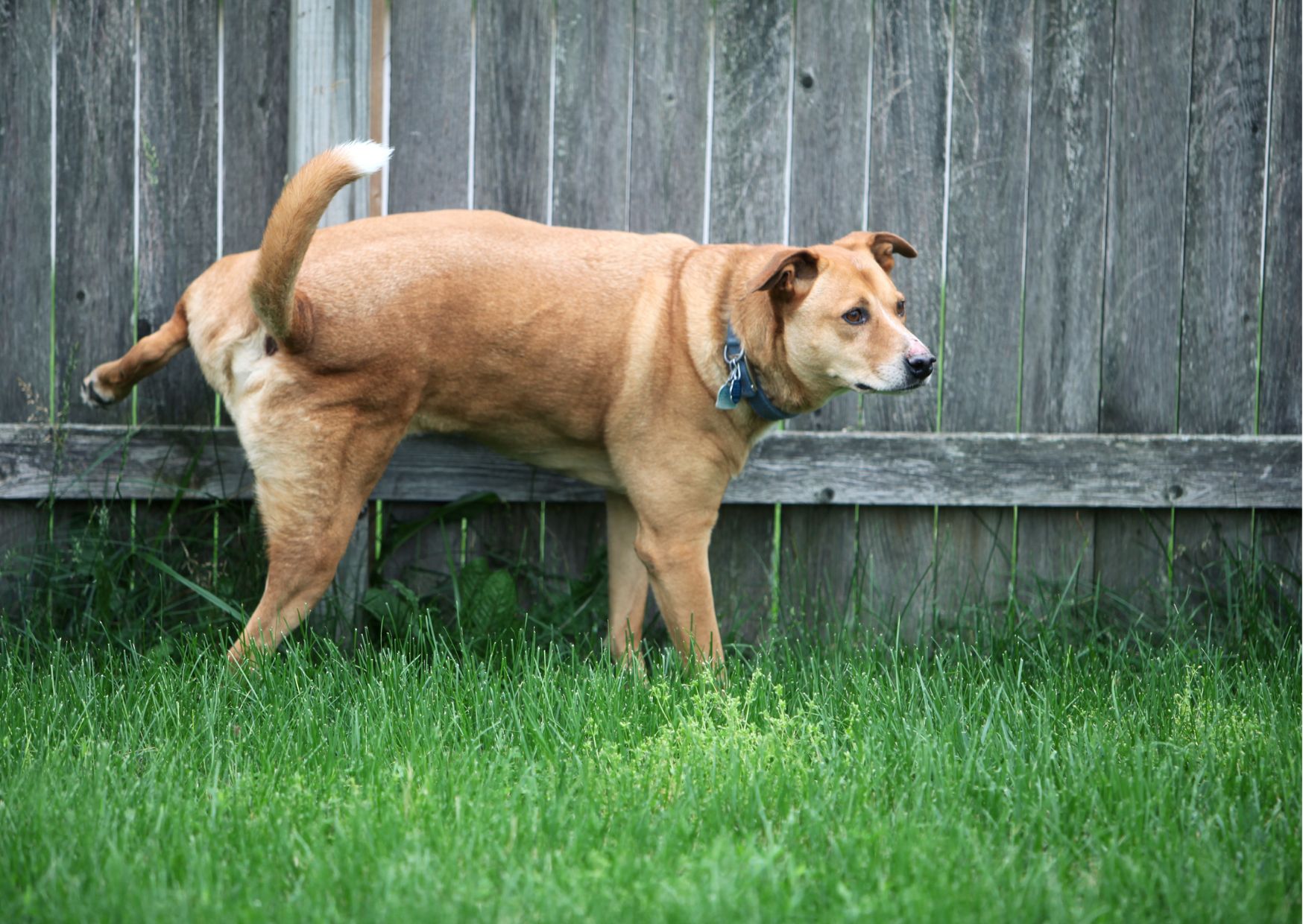 Ernährung Calciumoxalatsteine Hund