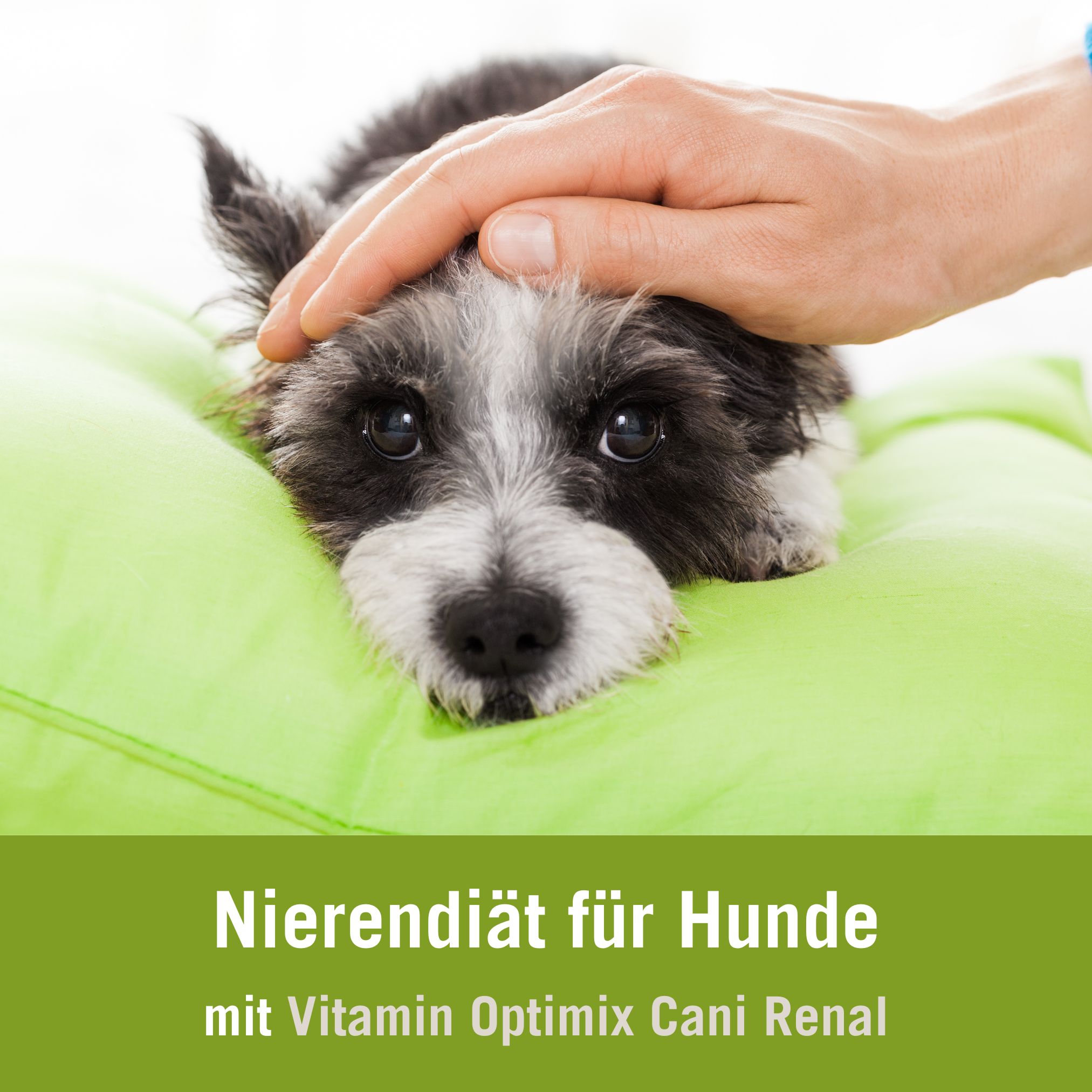 Futterplan Nierendiät Hund