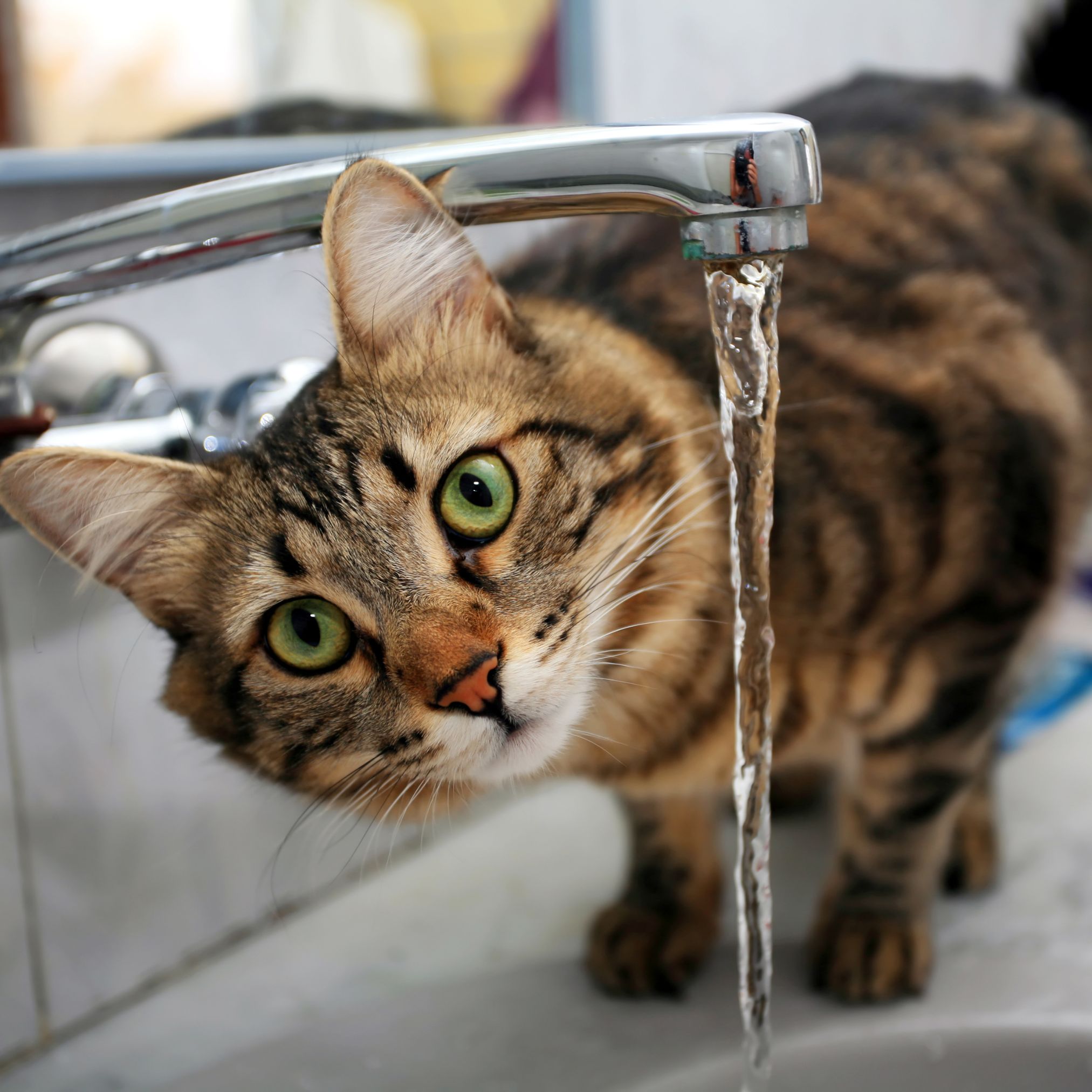 so trinken hund und katze mehr 