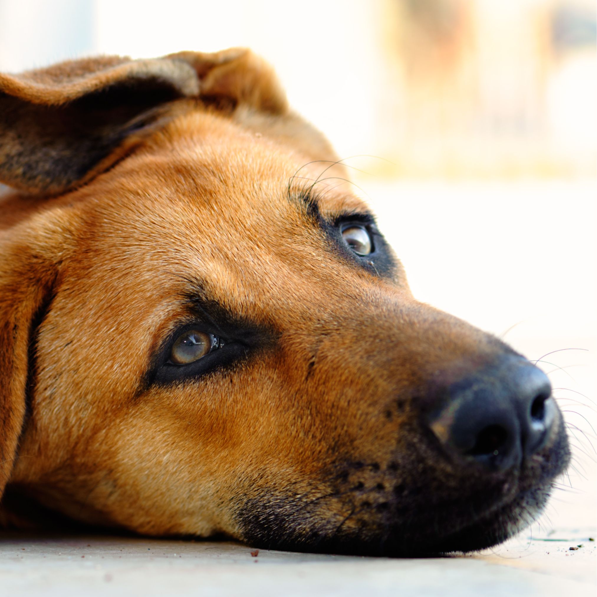 Leishmaniose Hund Prinarme Ernährung