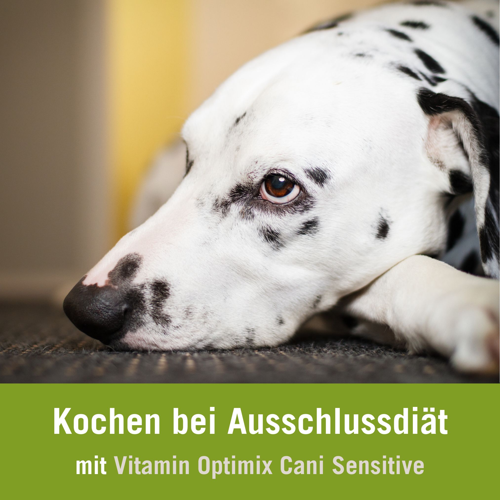 Ausschlussdiät Hund Futtermenge