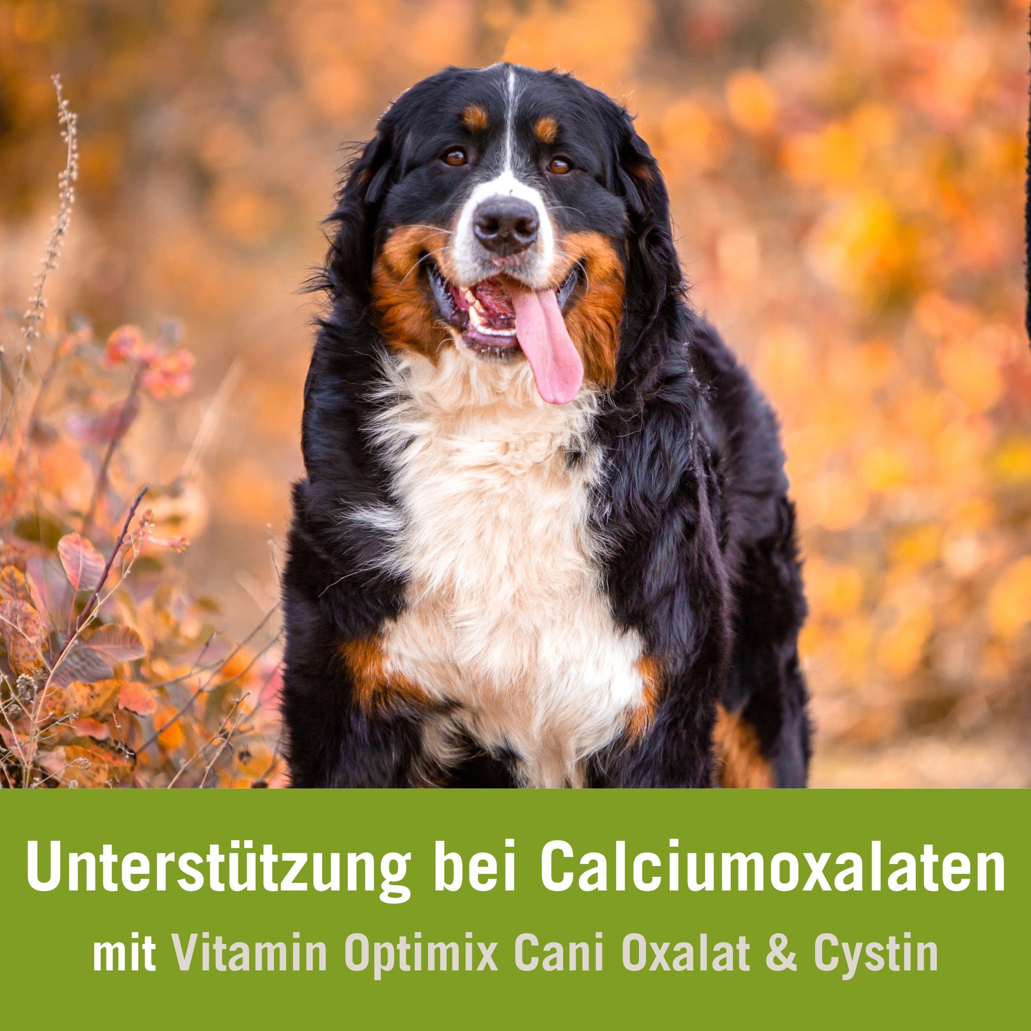 Futterplan Calciumoxalatsteine Hund