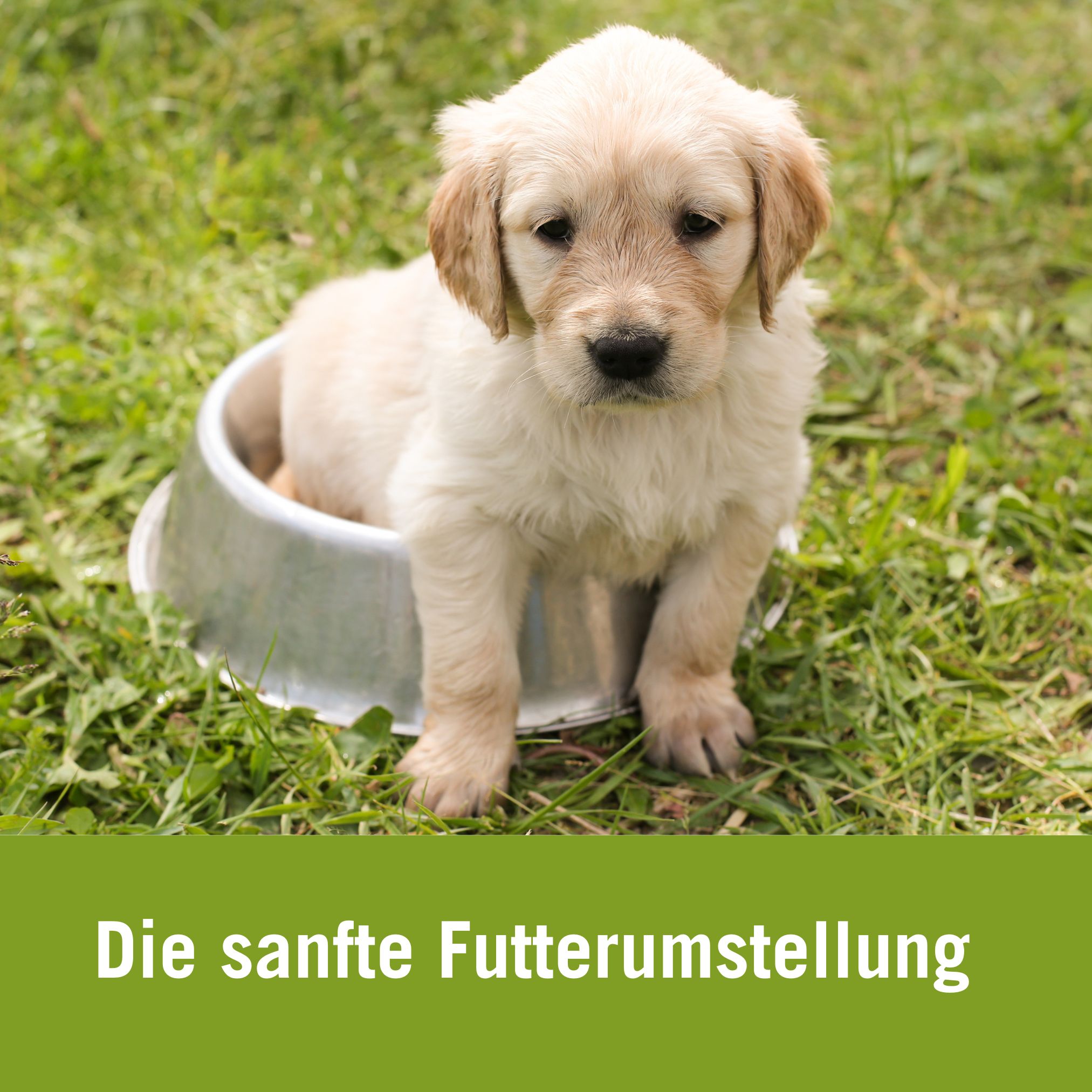 Futterumstellung Hund