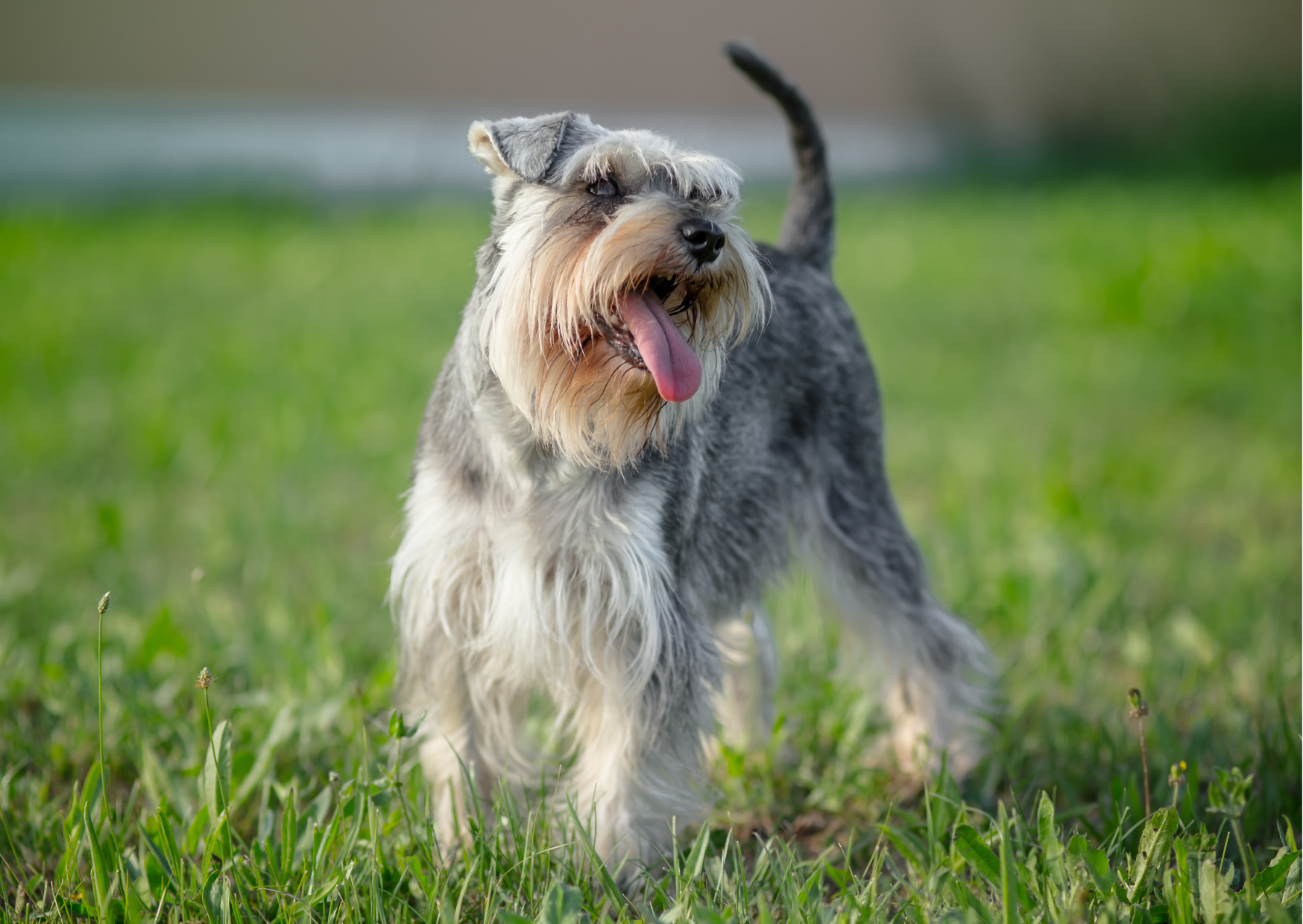 Struvitsteine beim Hund I Wissen Ernährung