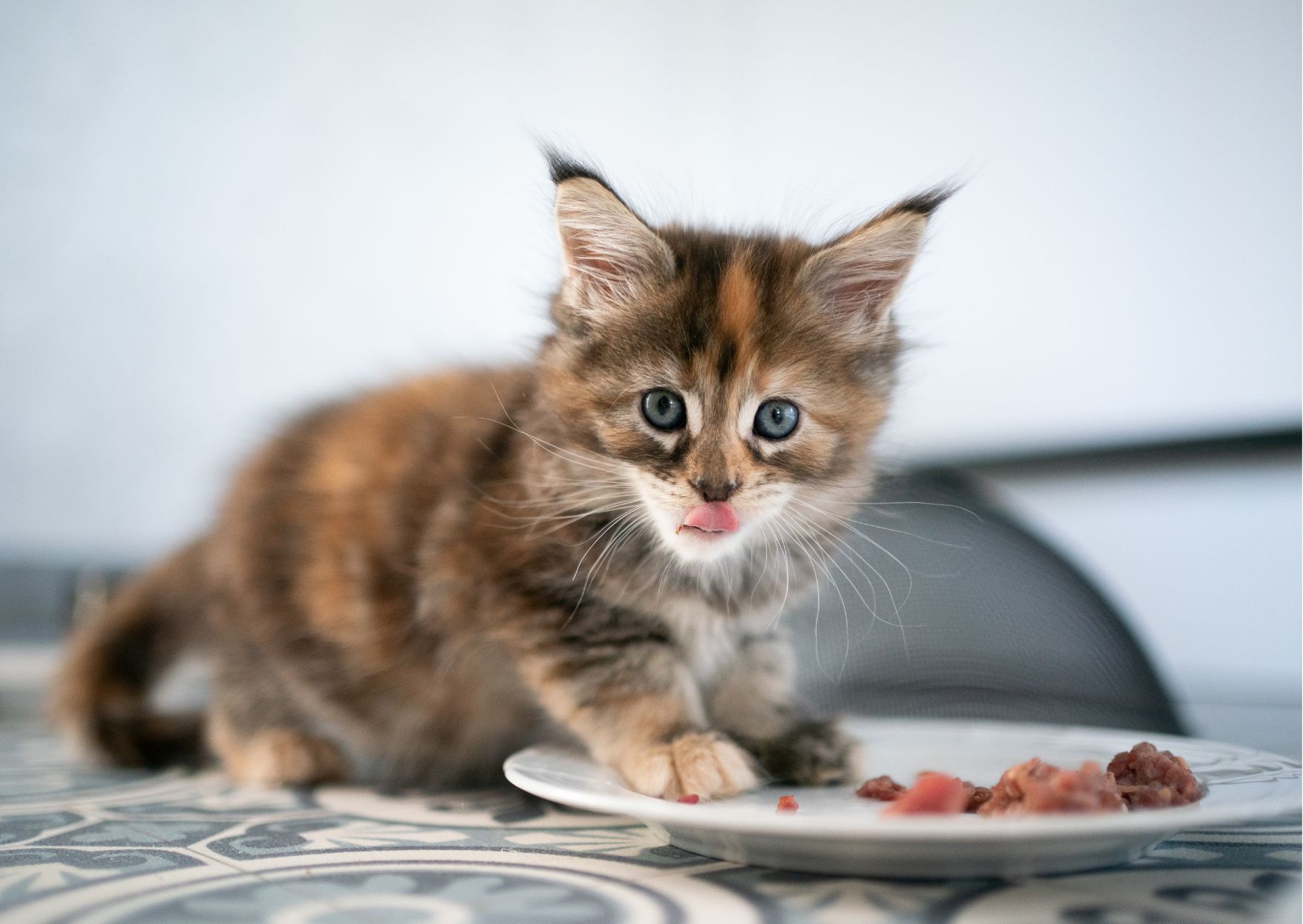 Kitten richtig barfen