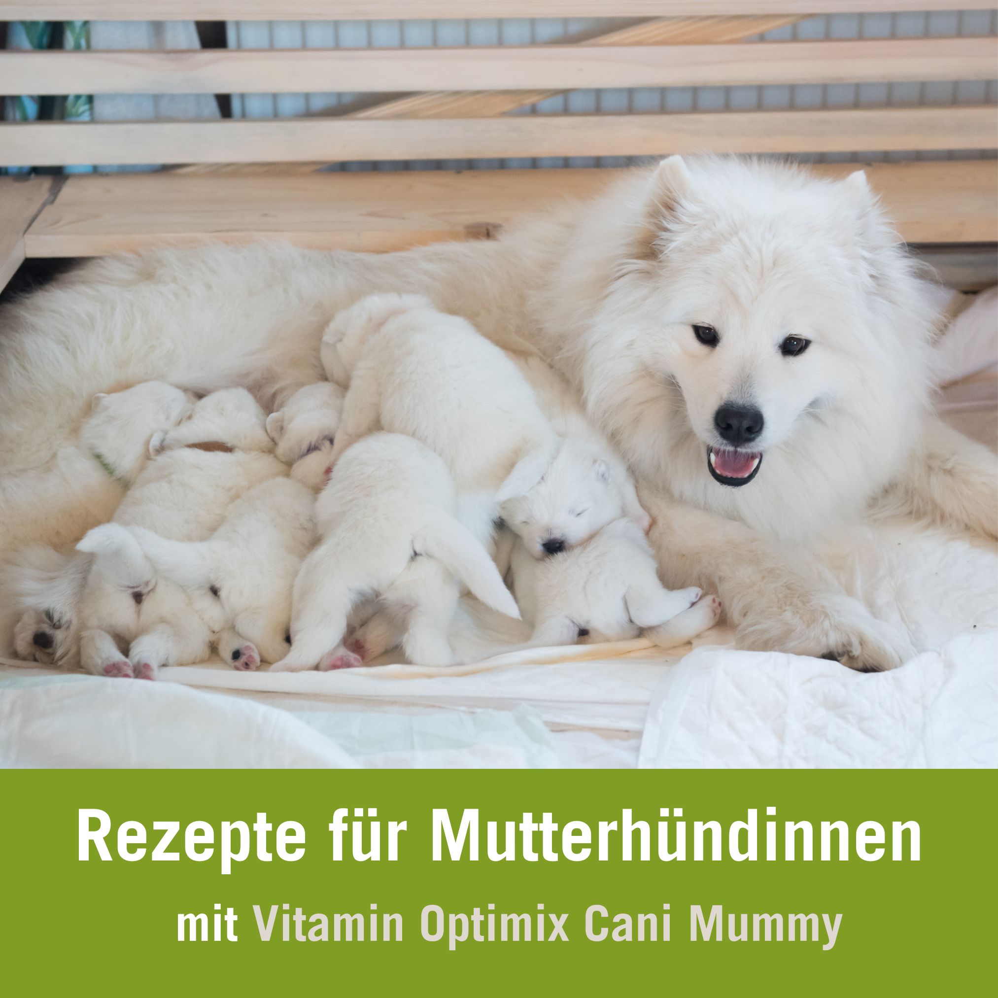 Futterplan Mutterhündin