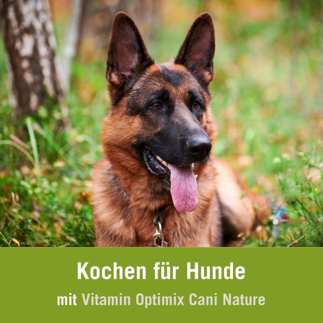 Hundefutter selber kochen mit natürlichen Zusätzen 