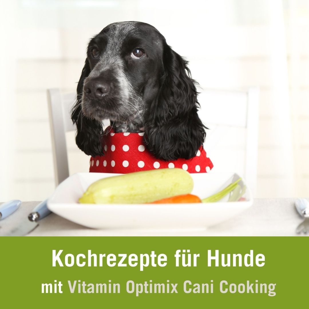 Rezepte Hundefutter selber kochen