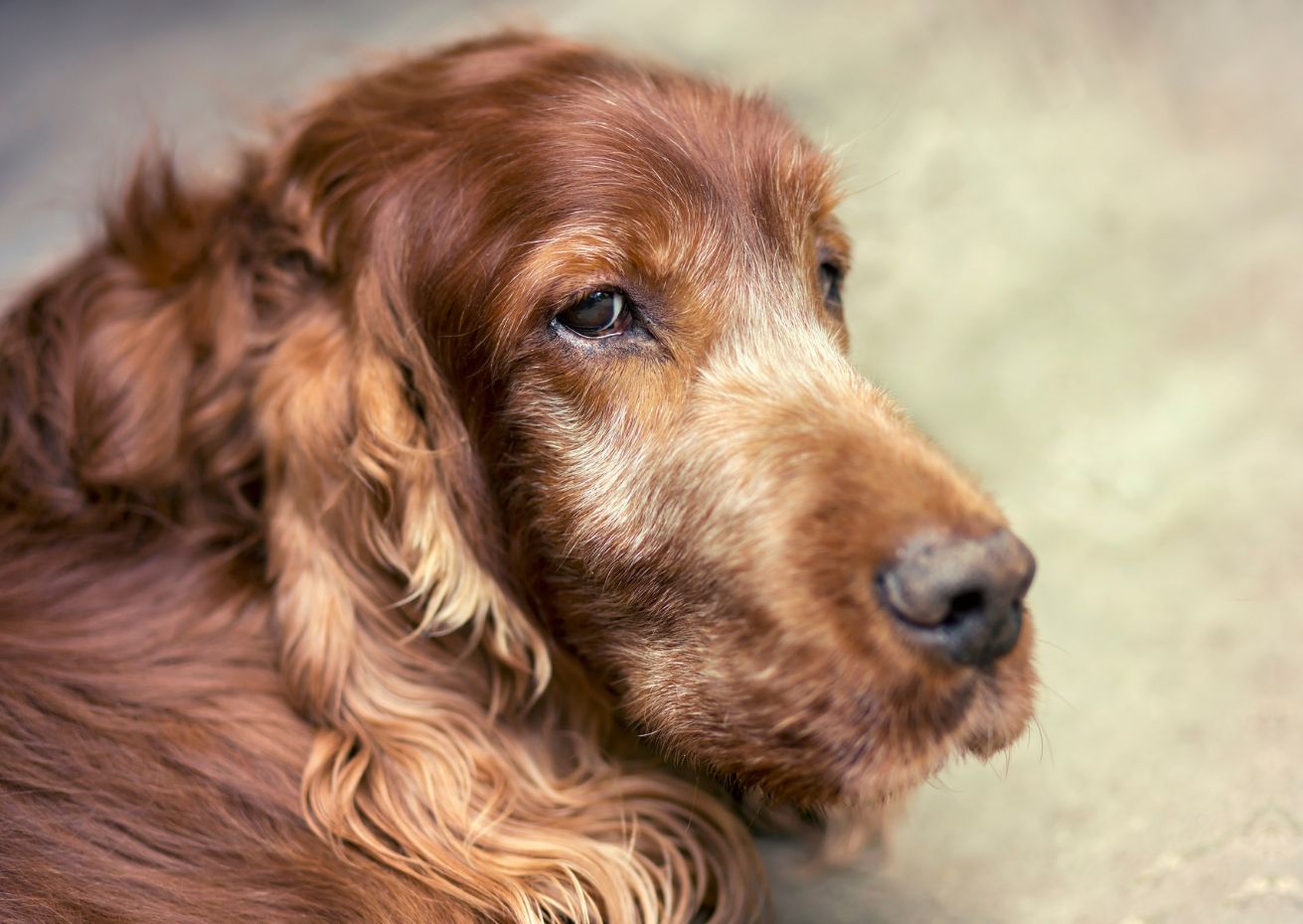 Fütterung alter Hund