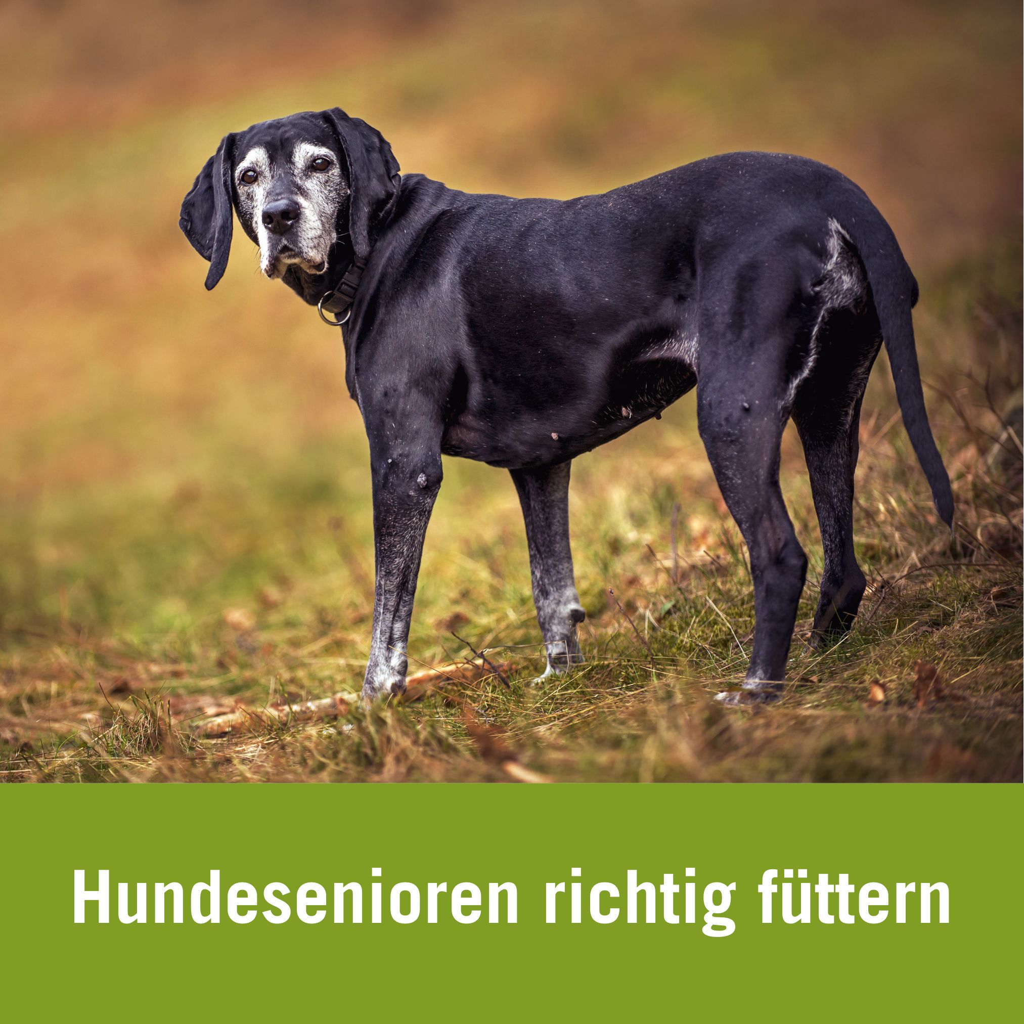 Ernährung alter Hund