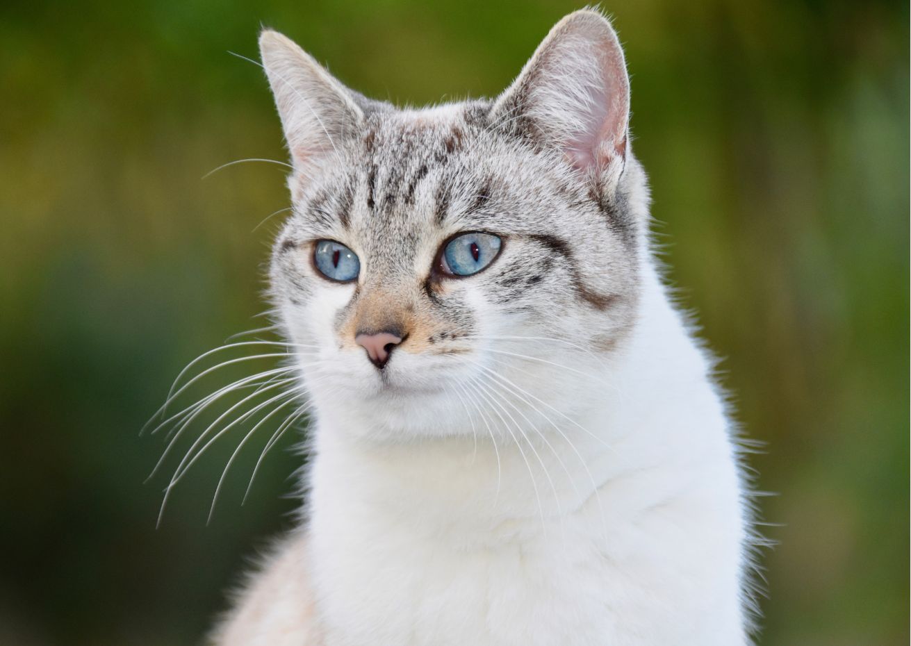 Katzen richtig barfen I Futtermedicus BARFwelt