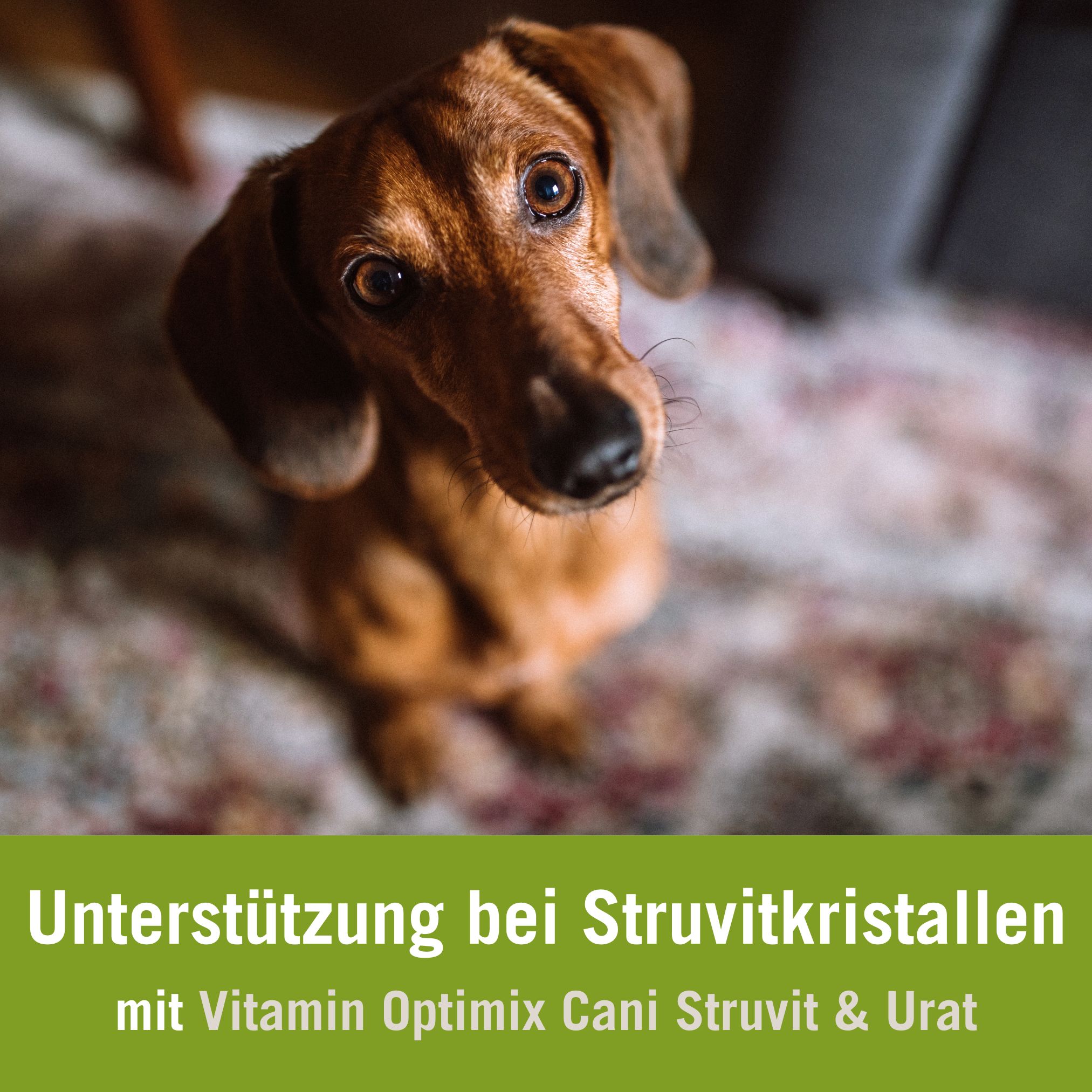 Futterplan Struvitsteine Hund