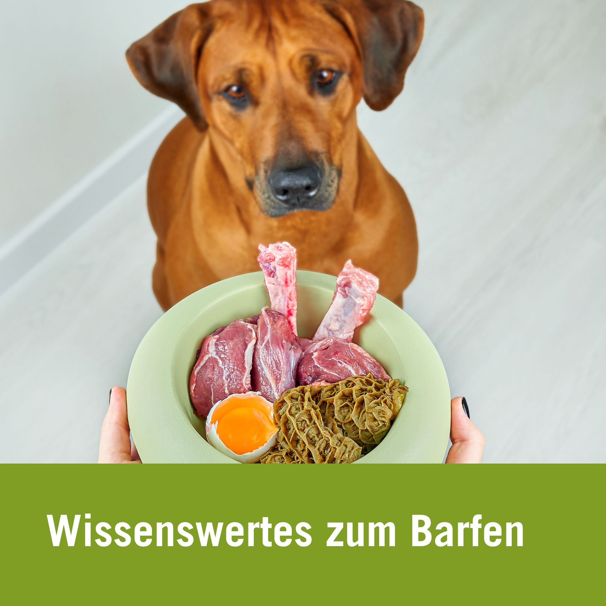 Wissenswertes zum Barfen | Hund starrt auf Napf mit Fleisch, Eier und Innereien